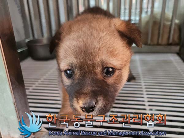 한국동물구조관리협회_441559202400039